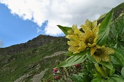 87 Genziana maggiore con Monte Toro